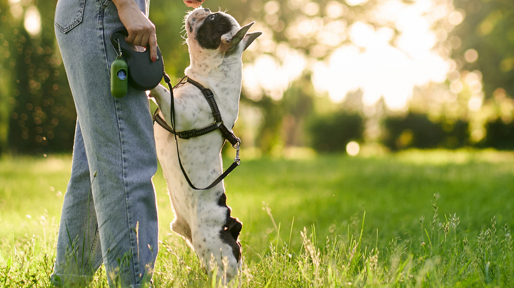 Porta sacchetti per animali personalizzabile con logo